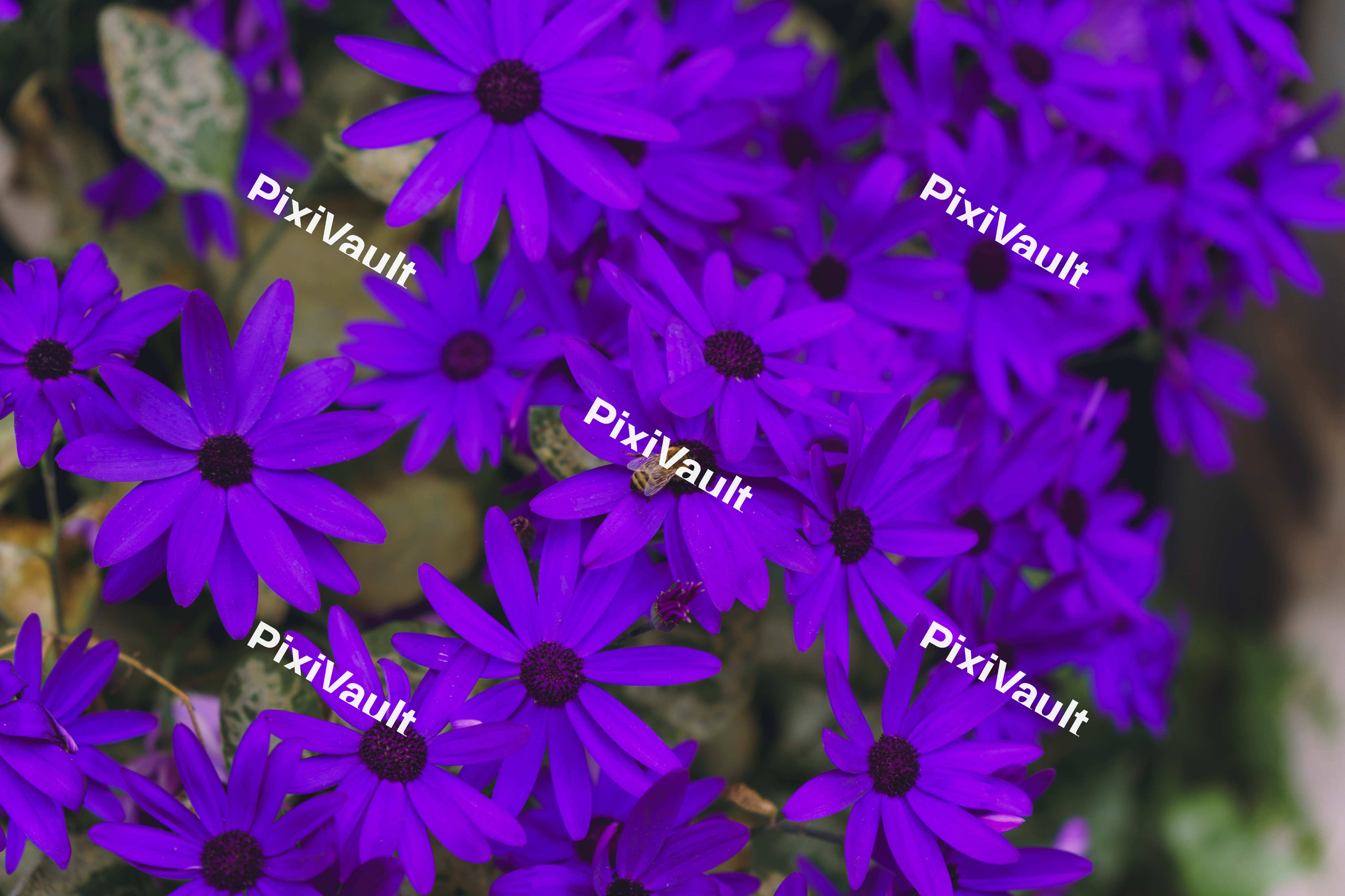 Purple Flowers With A Bee